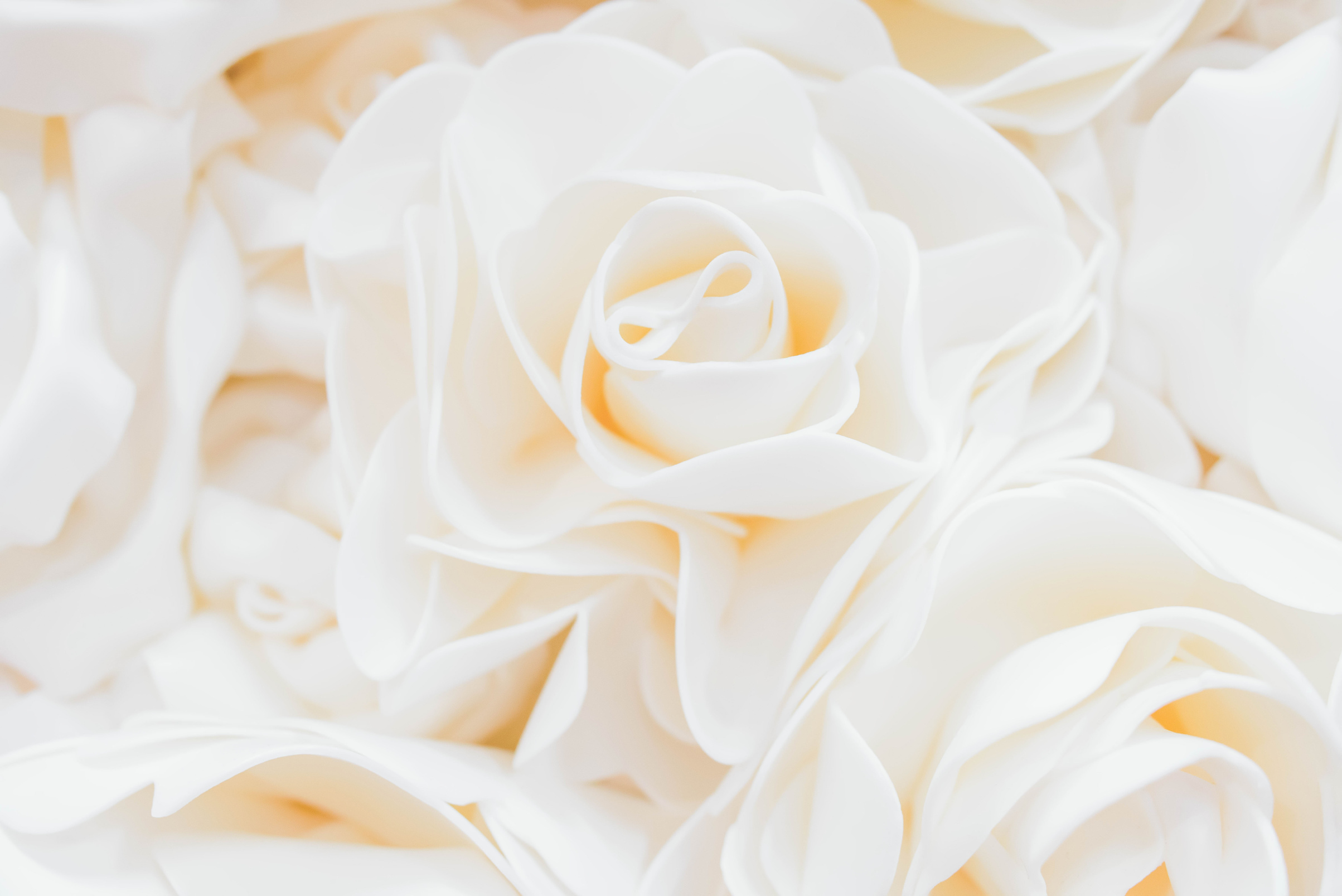 Beautiful White Rose Background. Rose wall.